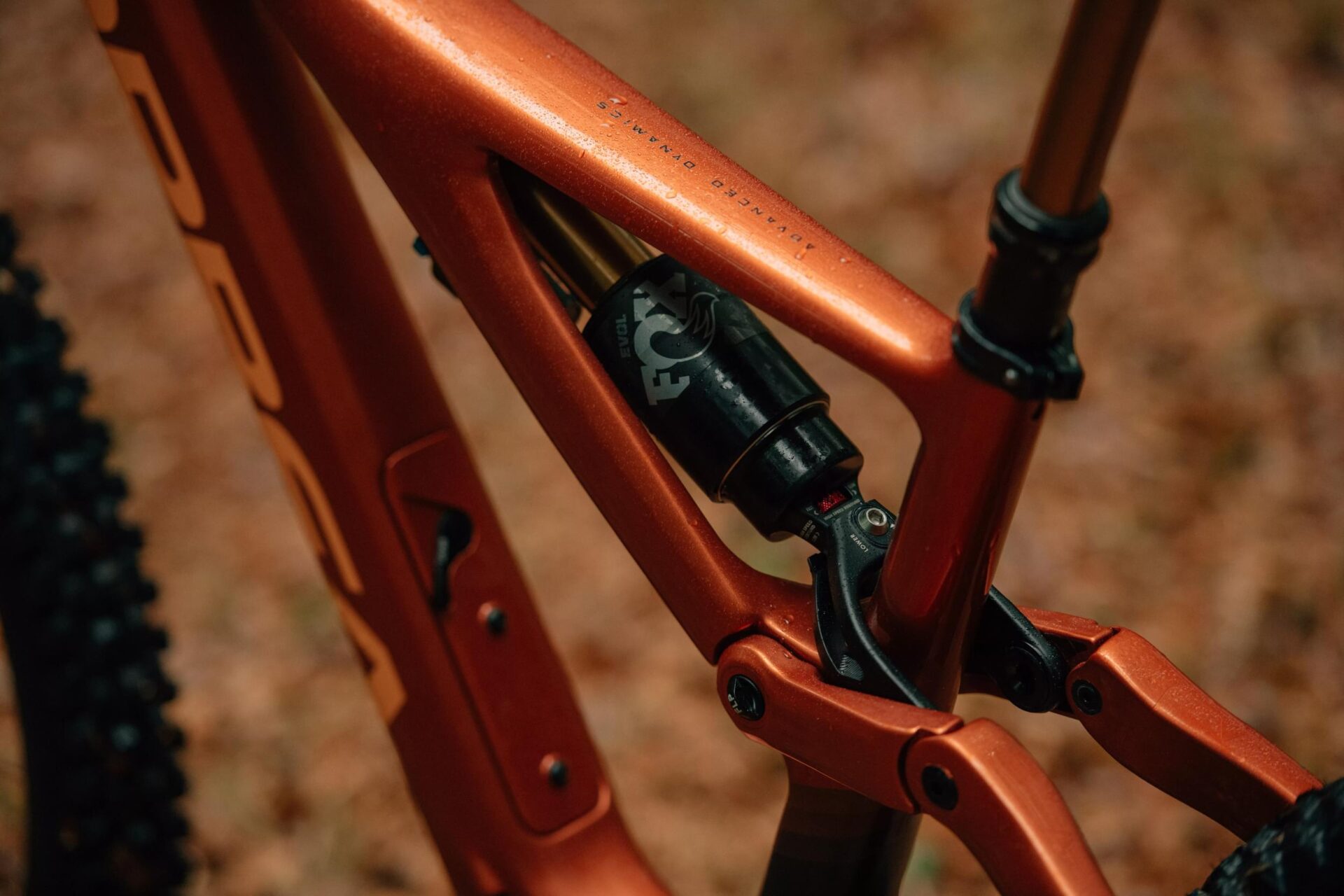 Rallon Beauty Large 1